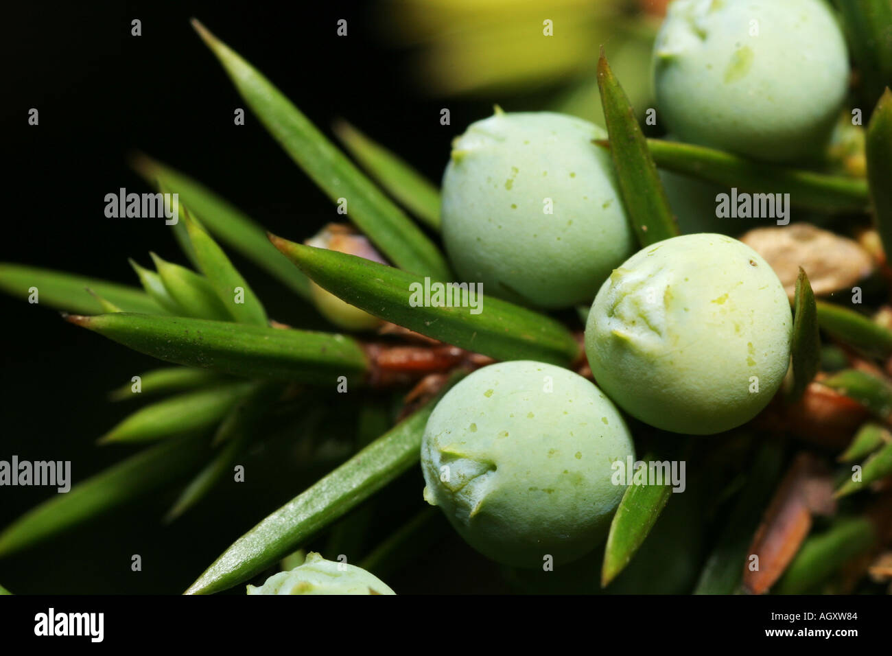 Juniper berry tree hires stock photography and images Alamy