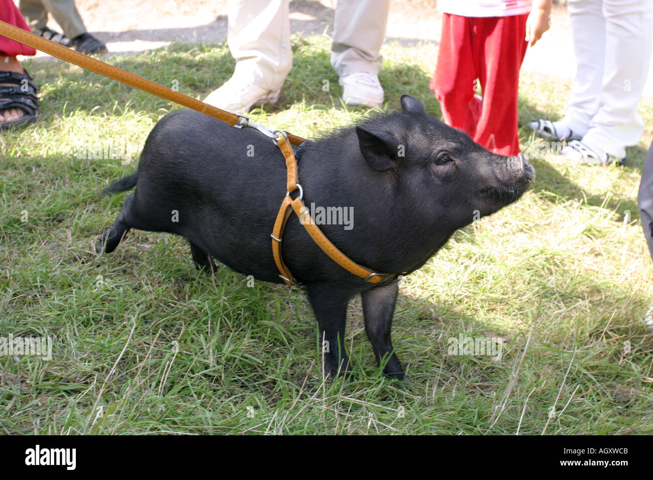 Pet pig in a leash on the island of Gotland in Sweden Stock Photo