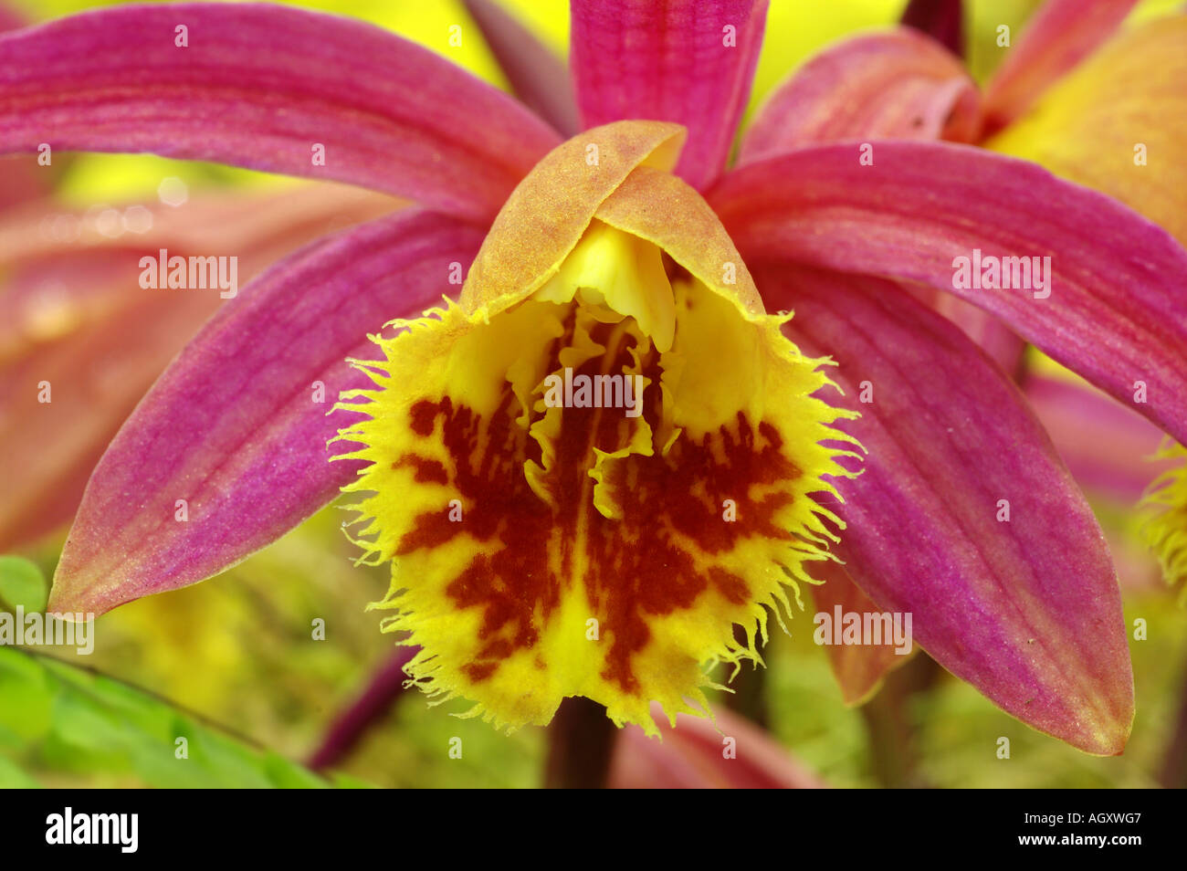 Pleione shot silk, detail of flower Stock Photo