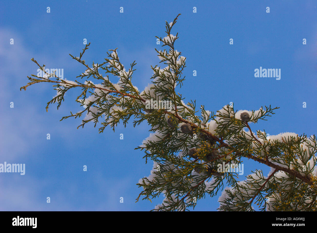 Pine tree branch covered with snow. Sky background Stock Photo - Alamy
