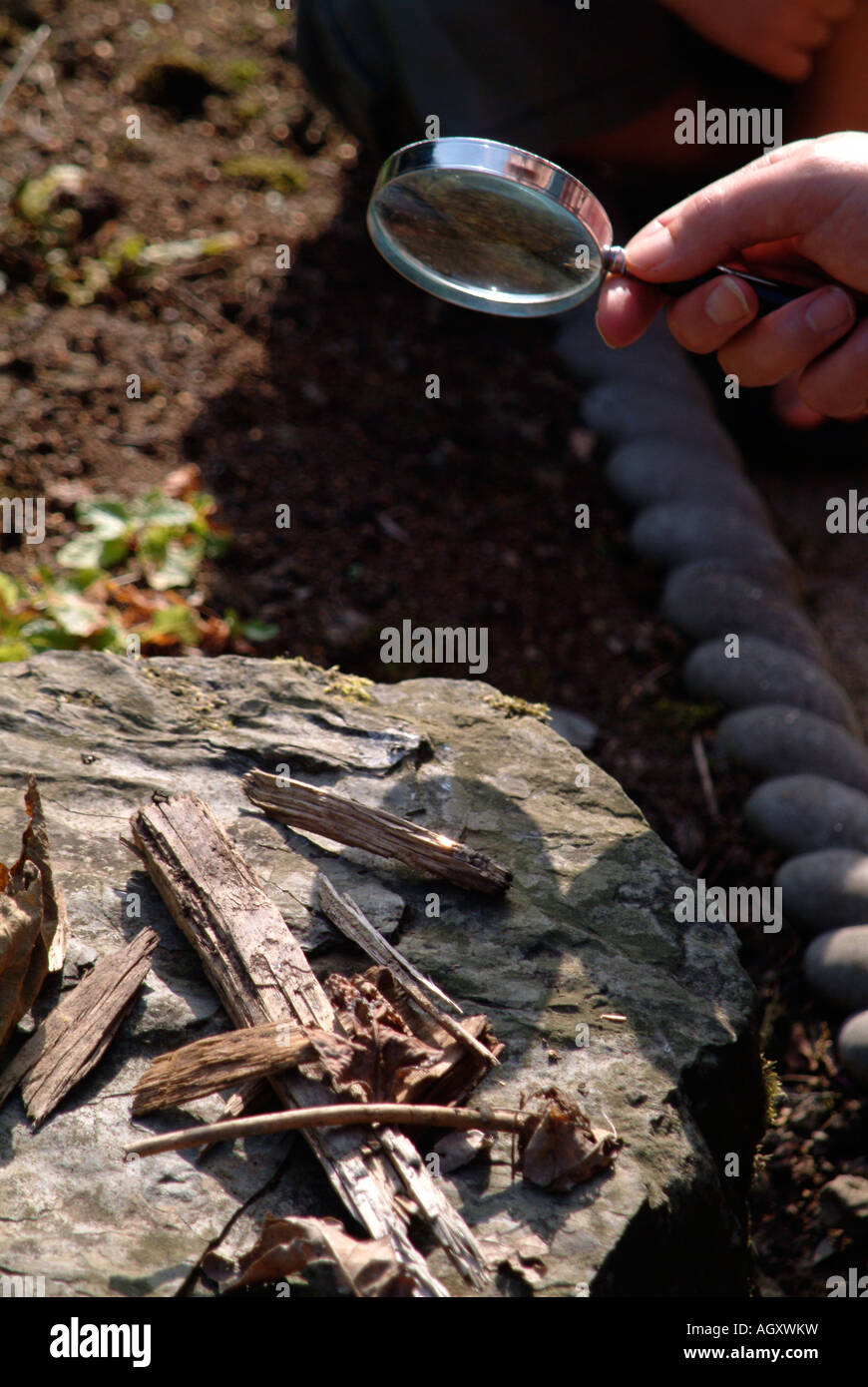 trying to start a fire using a magnifying glass on a sunny day Stock