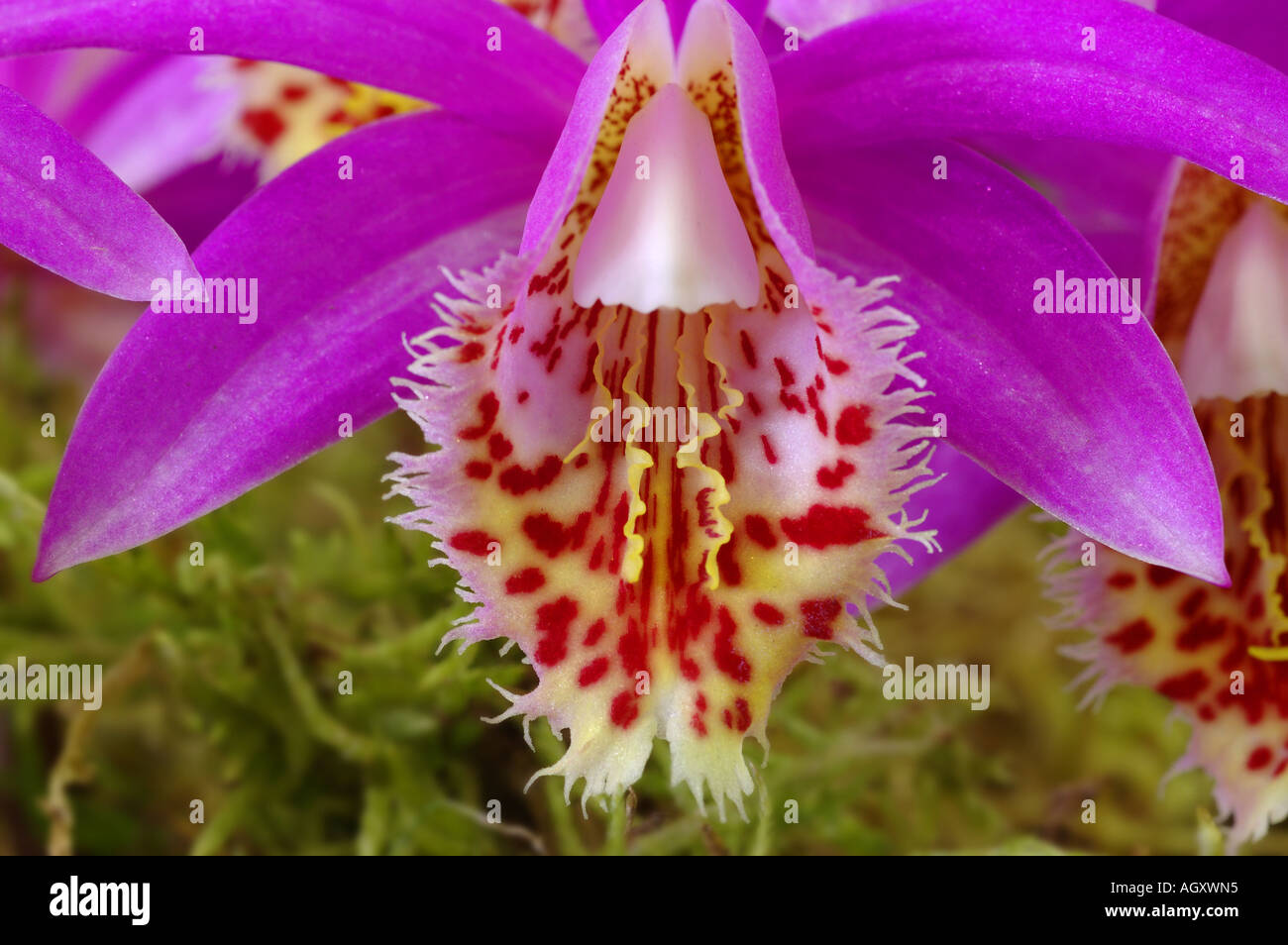 Pleione Arkangarthdale, detail of flower Stock Photo