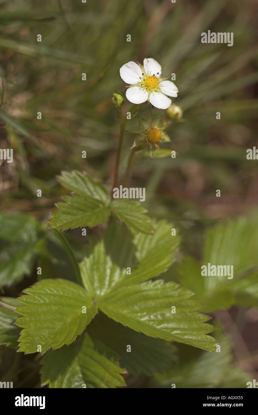 wild strawberry fragaria vesca Stock Photo - Alamy