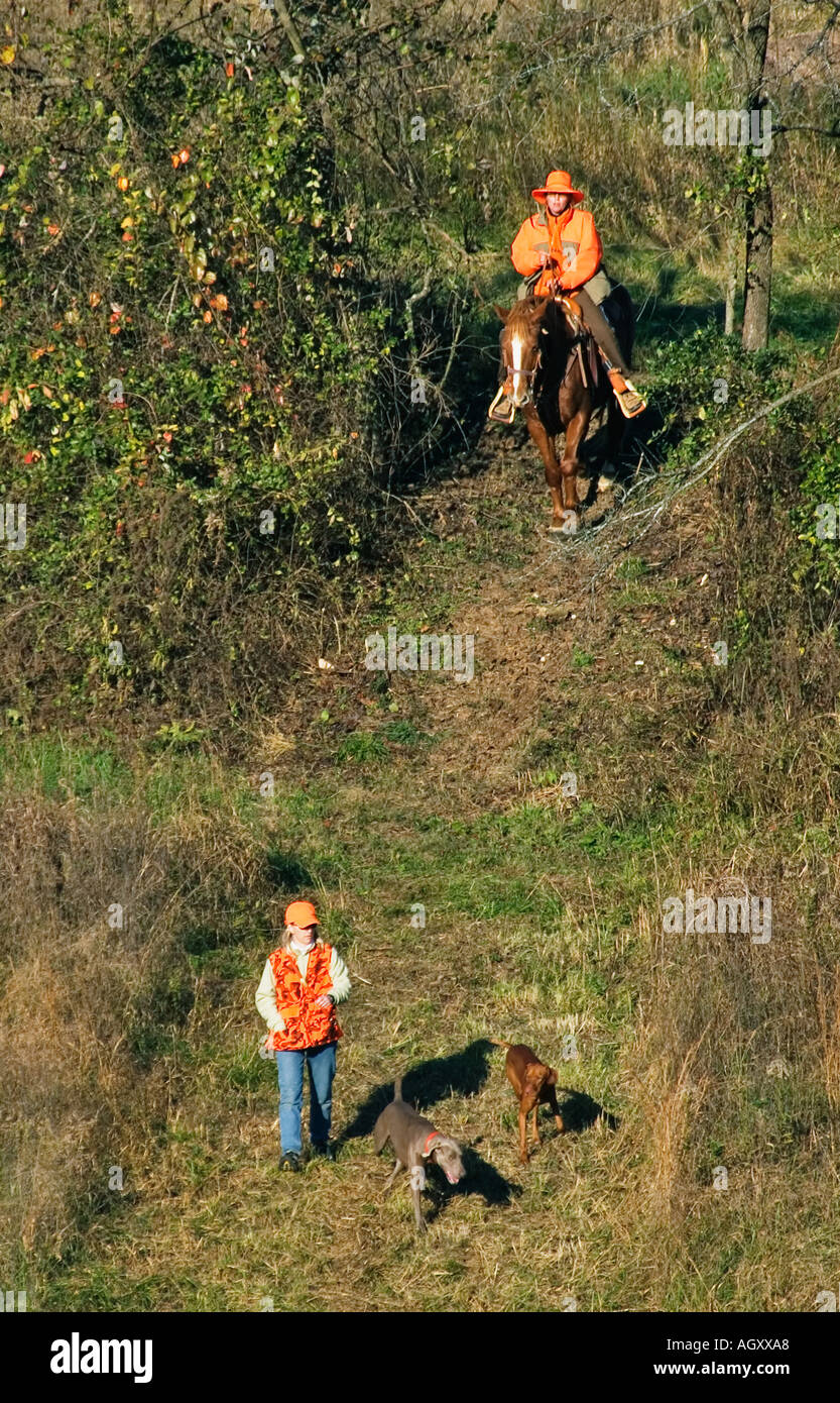 Weimaraner and Vizsla With Woman Handler and Female Judge On Horseback Entering Bird Field At AKC Hunt Test Boiling Springs Kent Stock Photo