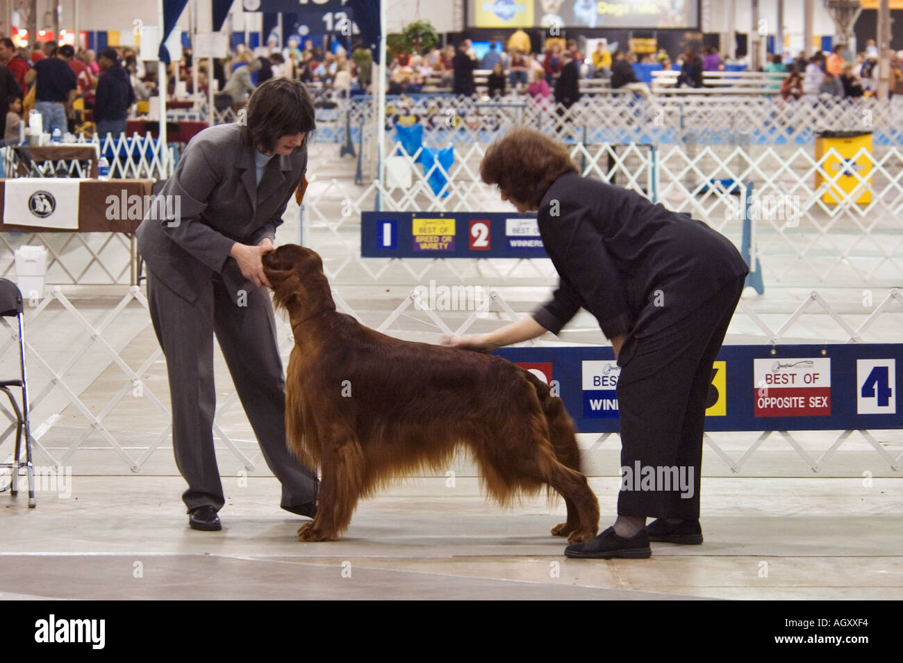 Akc irish hot sale setter