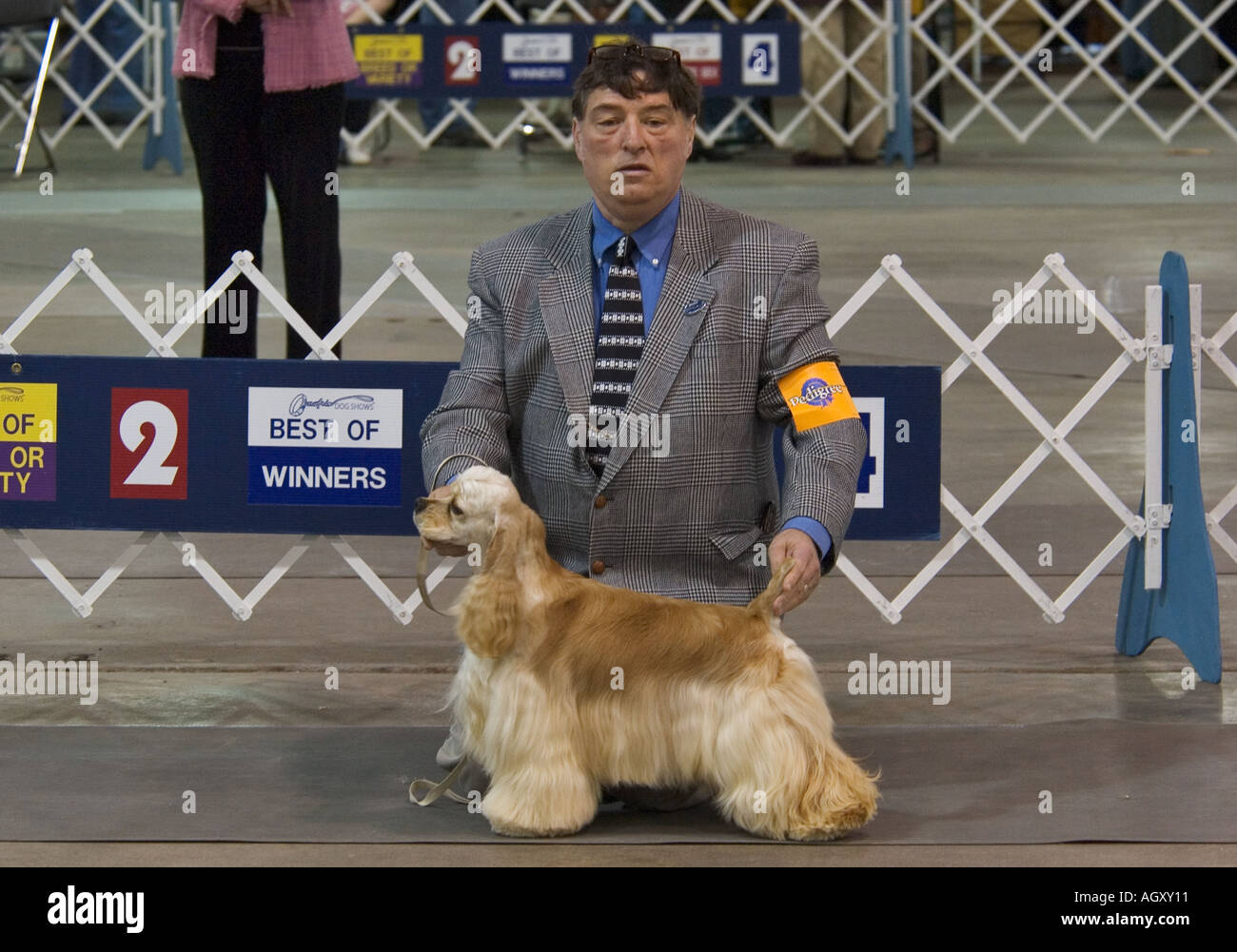 Cocker Spaniel Being Show At AKC Conformation Dog Show Louisville
