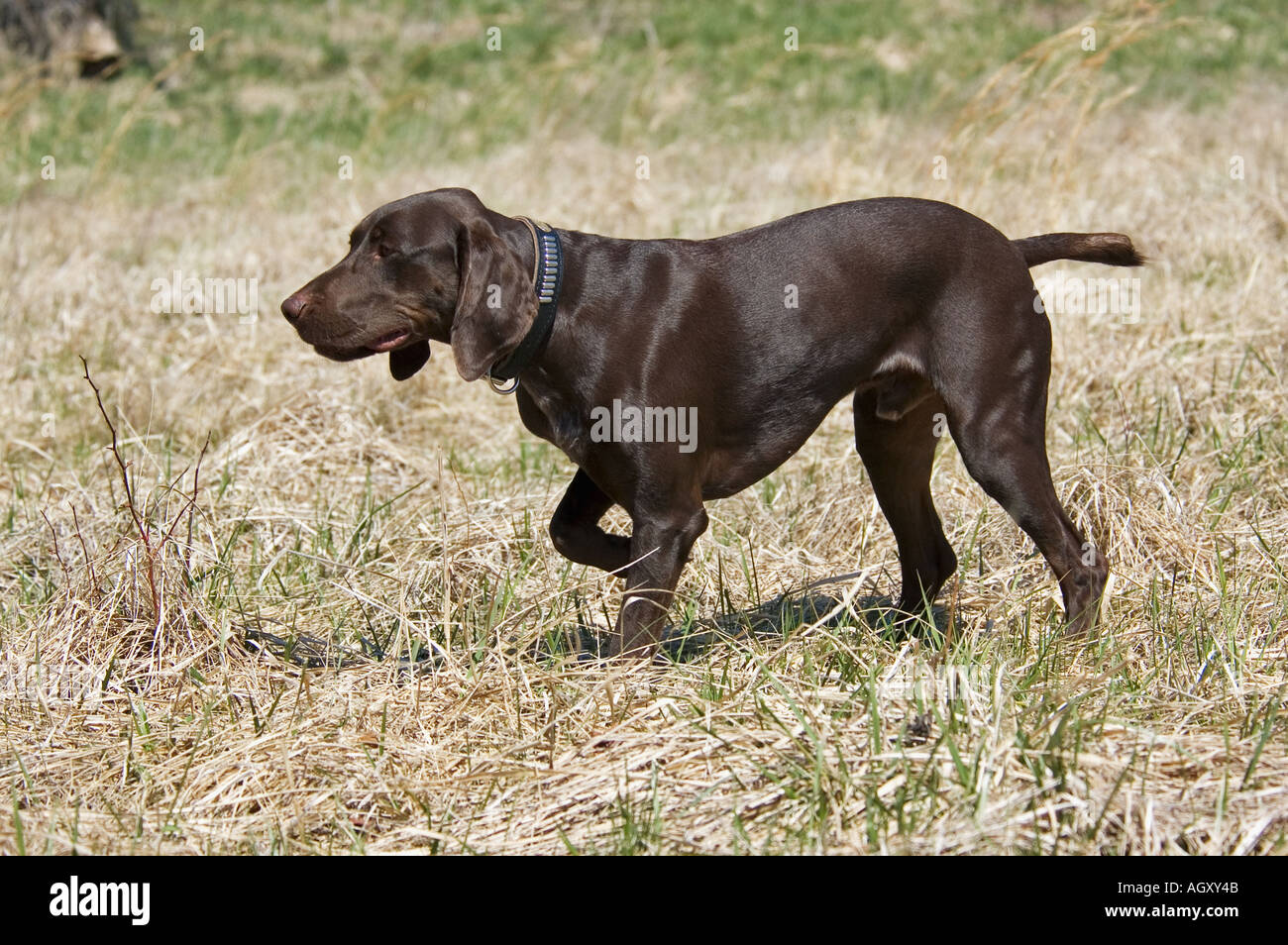 German Shorthair Pointer On Point At Hunt Test Waverly Indiana Stock Photo