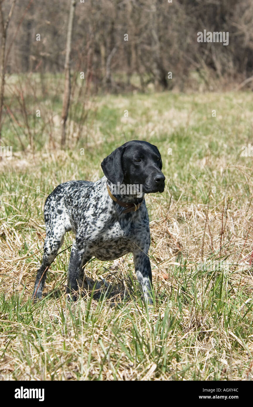 German Shorthair Pointer On Point At Hunt Test Waverly Indiana Stock Photo