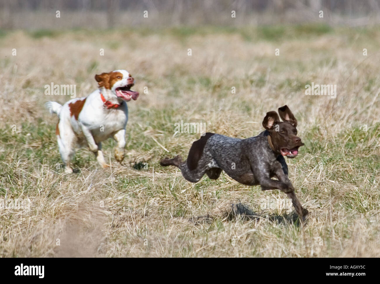 Brittany German Shorthair Pointer Hunting Field During AKC Hunt Test Near  Waverly Indiana Stock Photo - Alamy