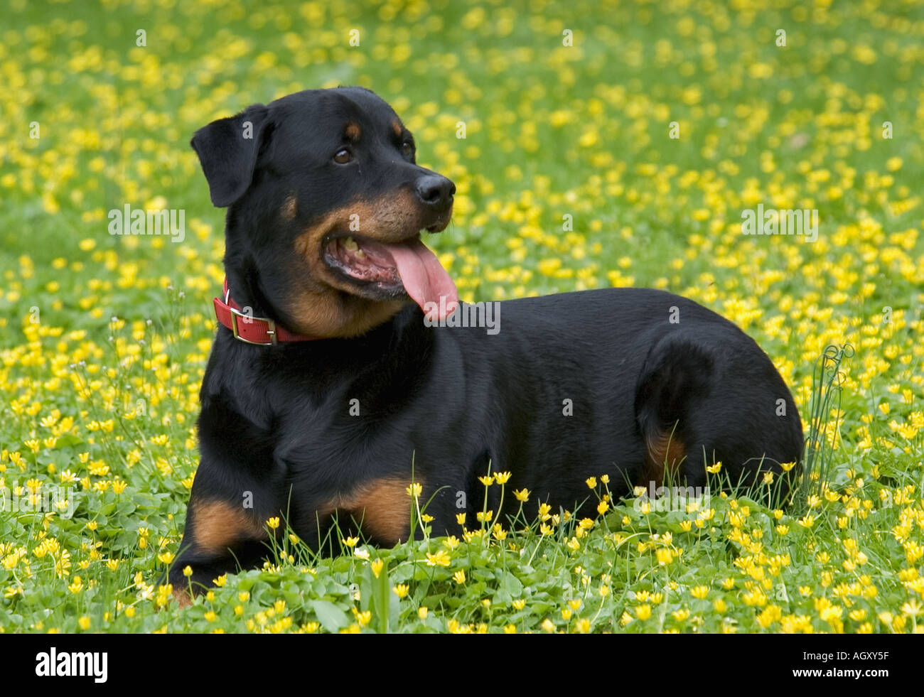 yellow rottweiler