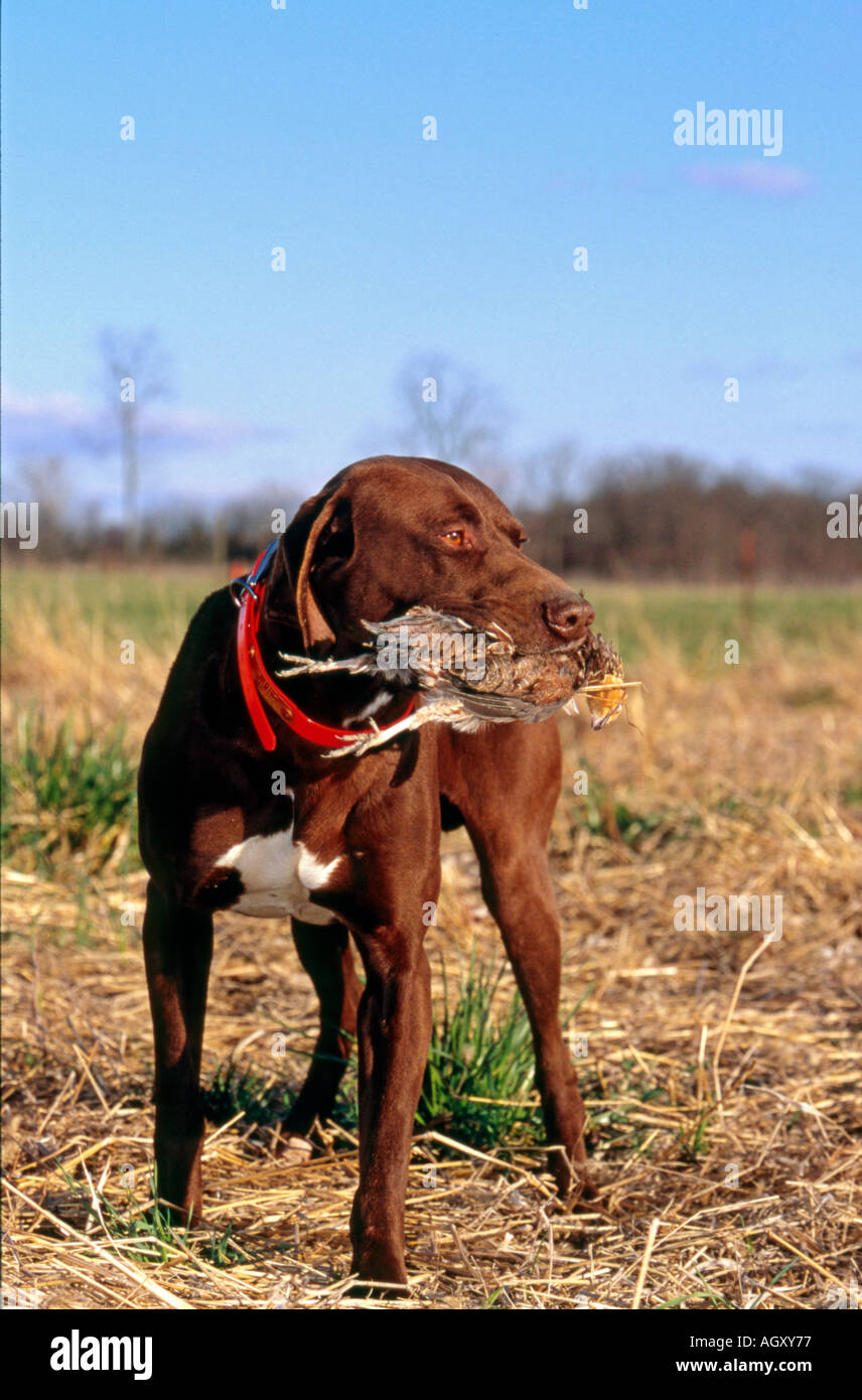 German Shorthair Pointer Retrieving Quail At AKC Hunt Test Waverly