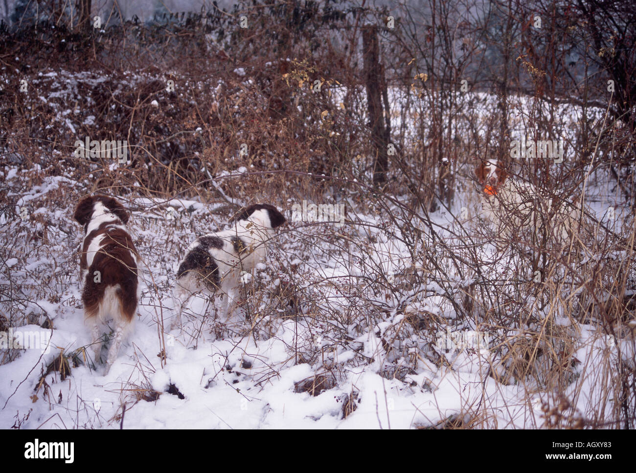 covey of quail stock photos \u0026 covey of quail stock images alamy Quail Template trio of brittanys pointing covey of quail in snow covered fenceline harrison county indiana stock