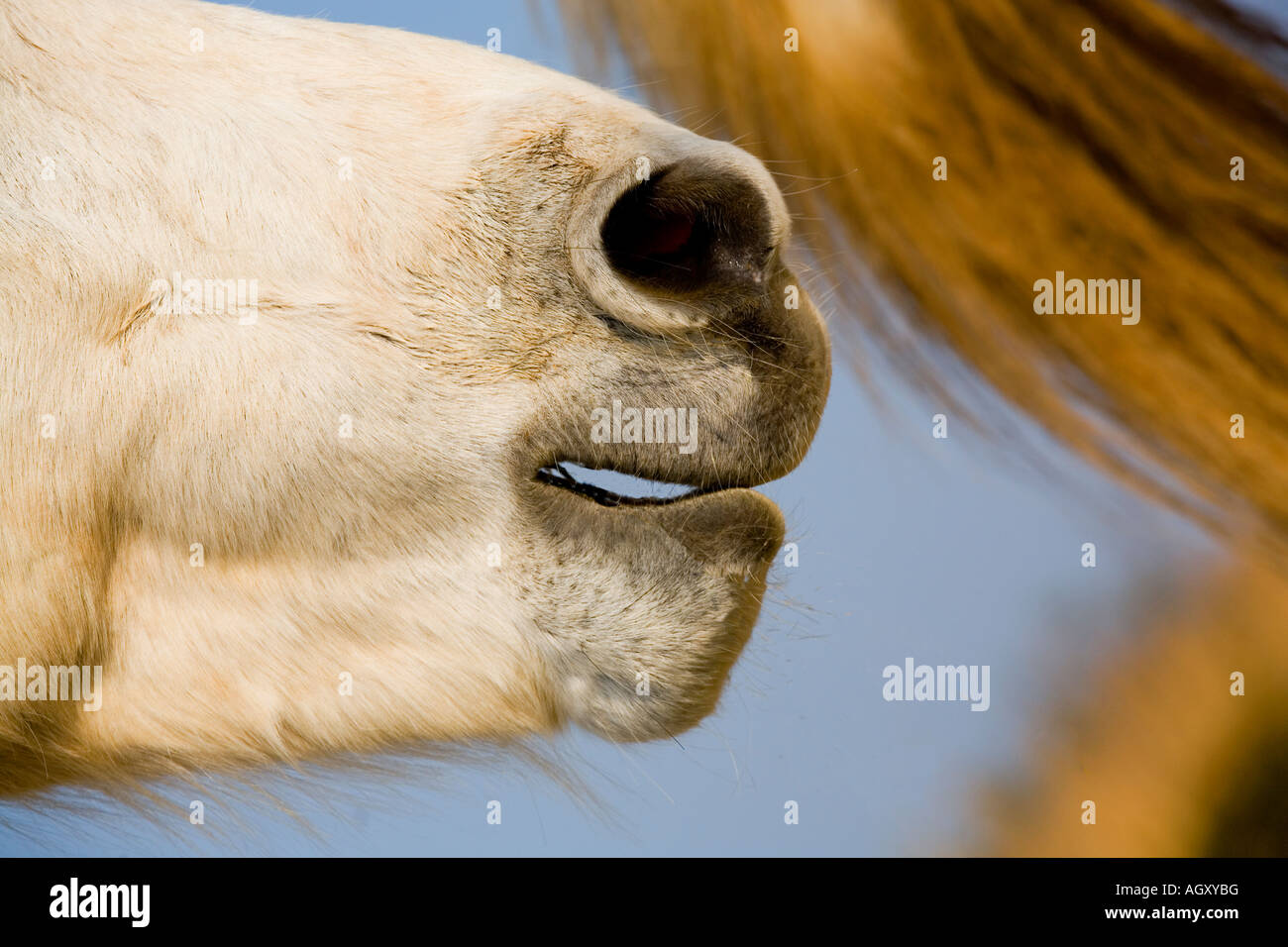 Nostril and mouth of horse Stock Photo