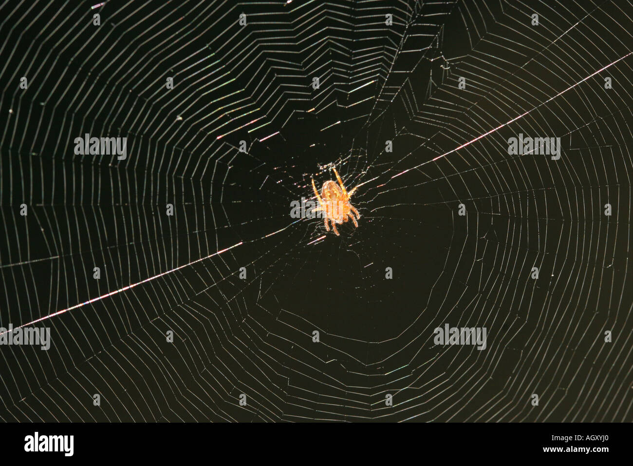 Garden Spider Araneus diadematus in Web Stock Photo - Alamy