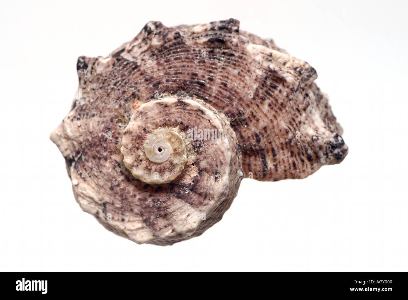 isolated shell Stock Photo