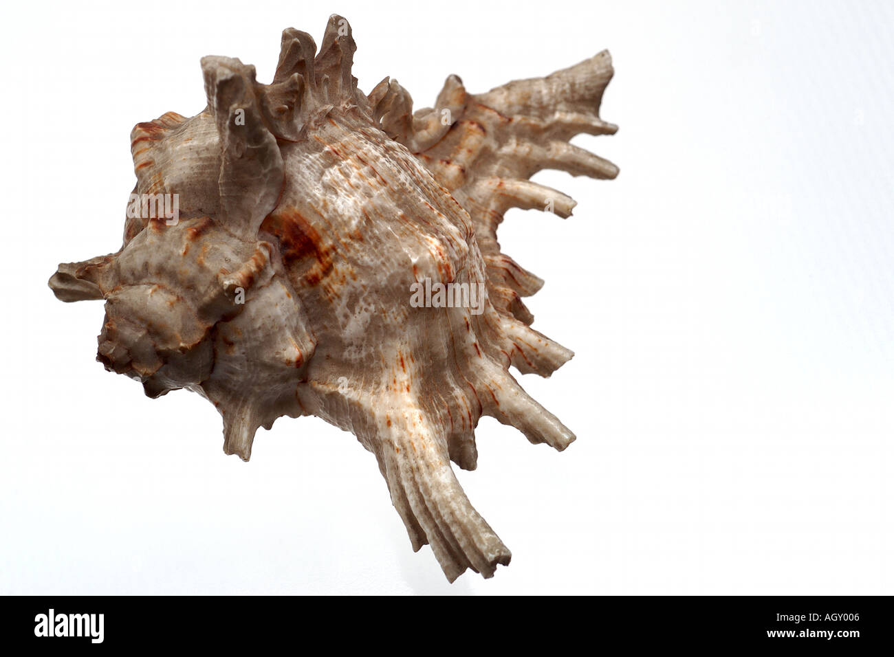 isolated shell Stock Photo