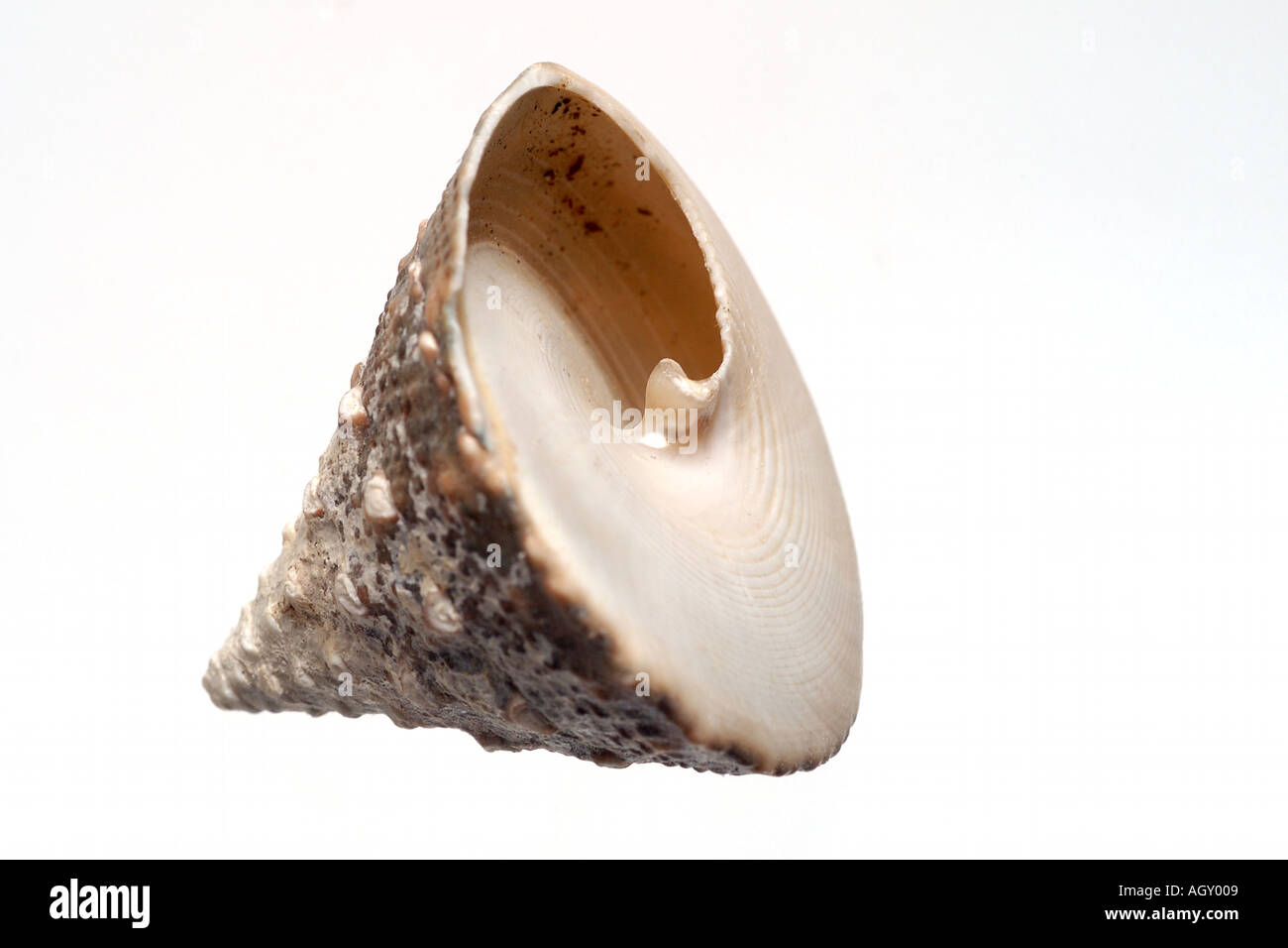 isolated shell Stock Photo