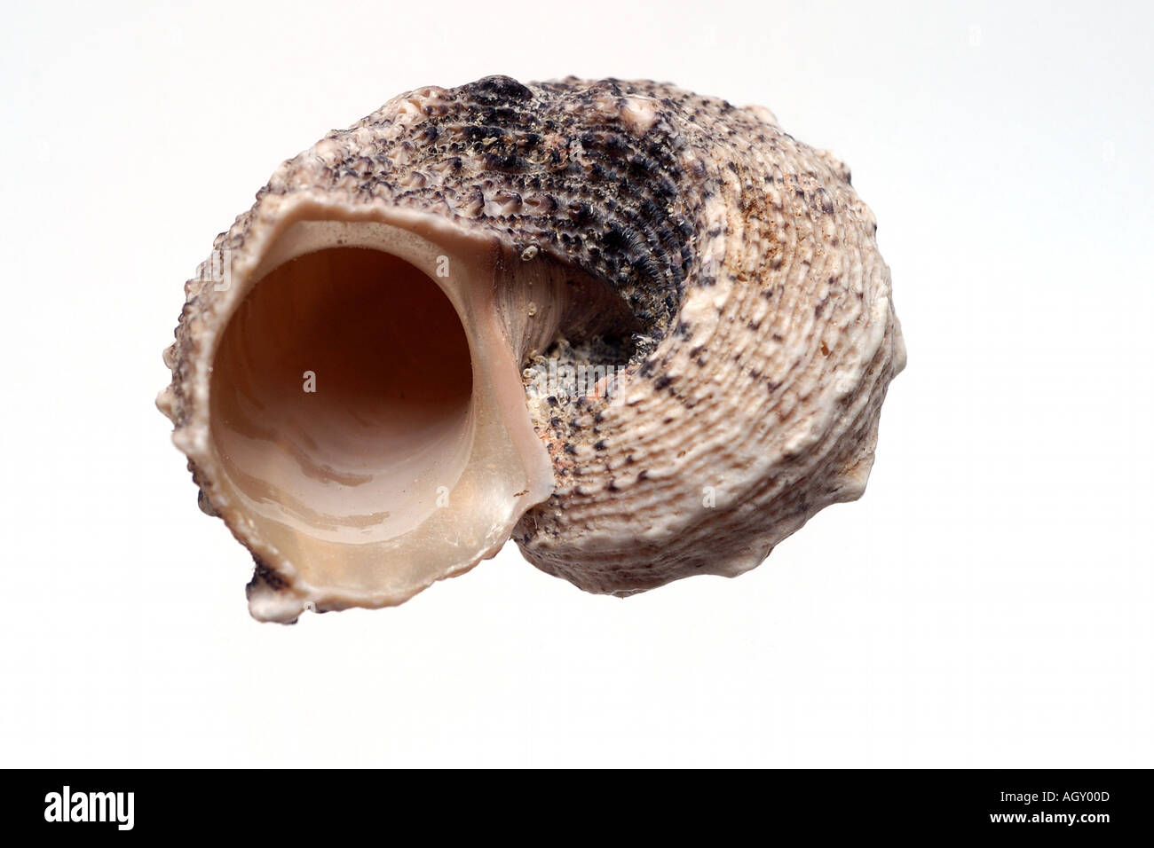 isolated shell Stock Photo