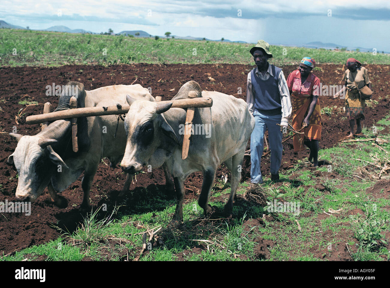 Kamba people ploughing and sowing using a team of oxen Machakos district Kenya East Africa Stock Photo