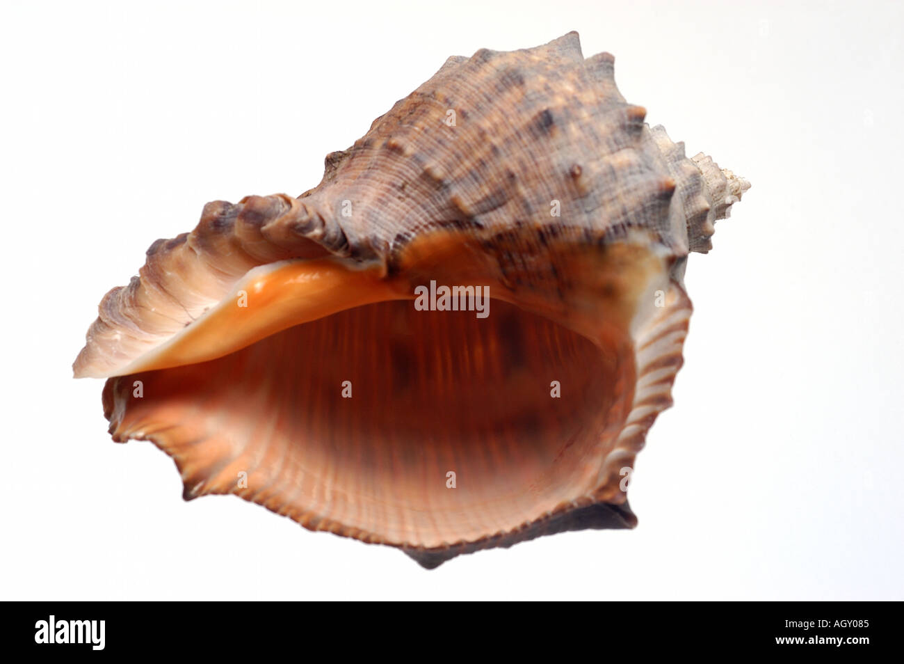 isolated shell Stock Photo