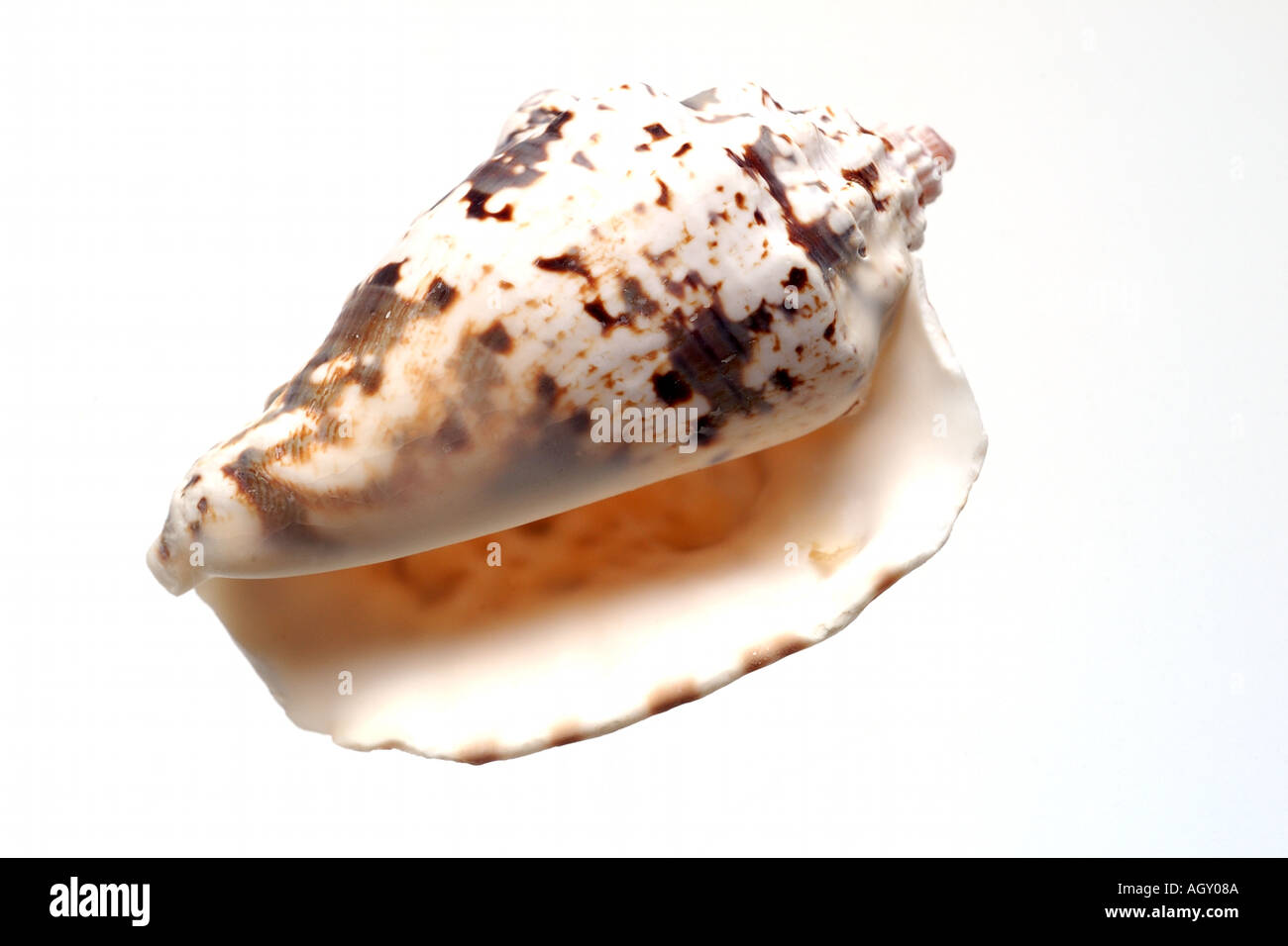 Shell object hi-res stock photography and images - Alamy