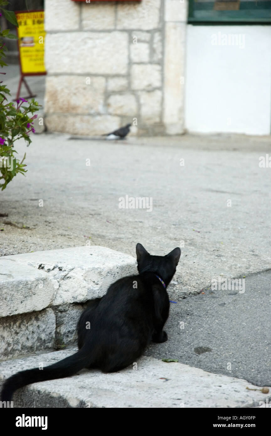 A black cat stalks a pigeon in Makarksa village, Croatia. Stock Photo