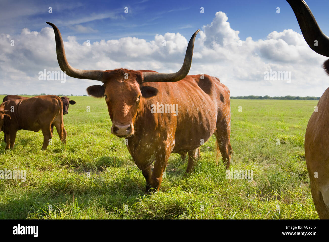 Texas Longhorn Cattle Stock Photo Alamy