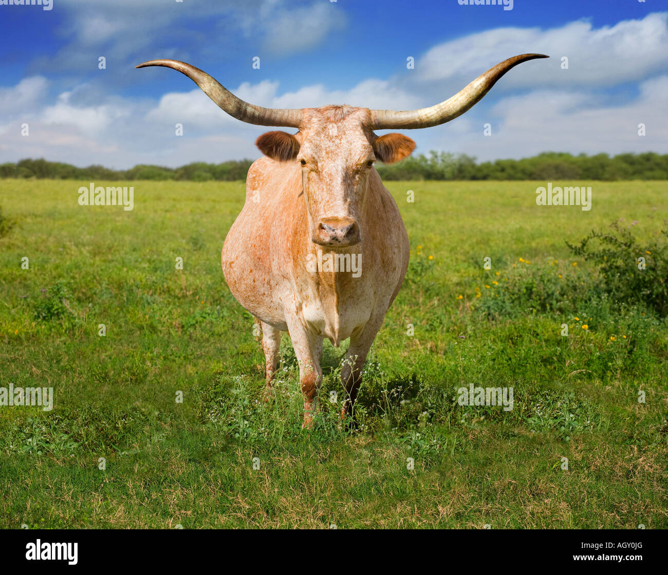 Texas Longhorn Cattle Stock Photo Alamy