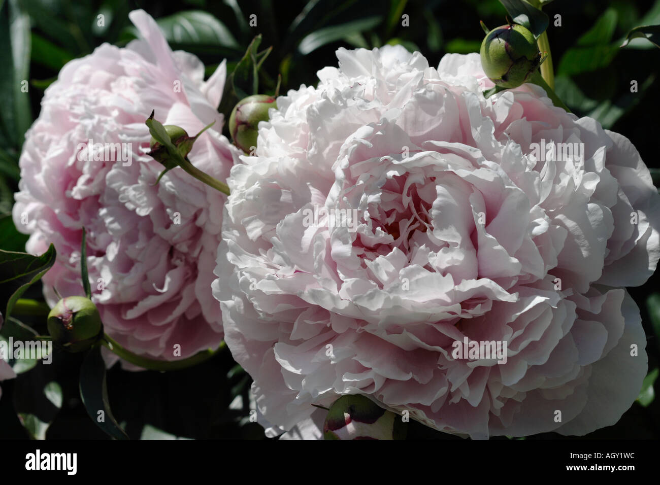 Peony Plants High Resolution Stock Photography and Images - Alamy