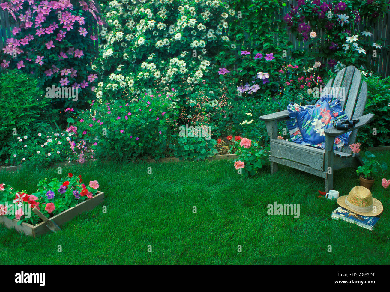 Tall privacy fence covered with blooming Clematis vines in garden with  chair on green grass and flowers Stock Photo - Alamy