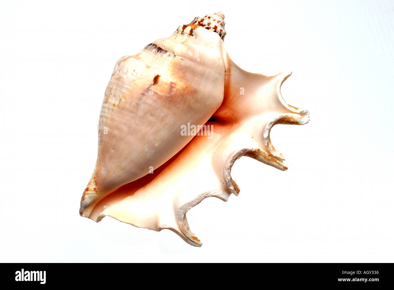 isolated shell Stock Photo