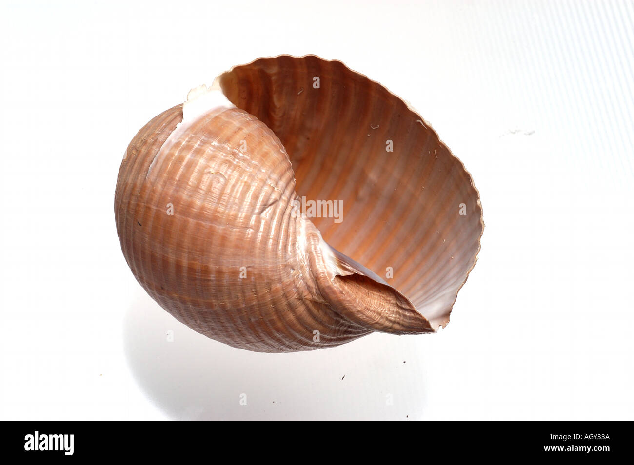 Shell object hi-res stock photography and images - Alamy