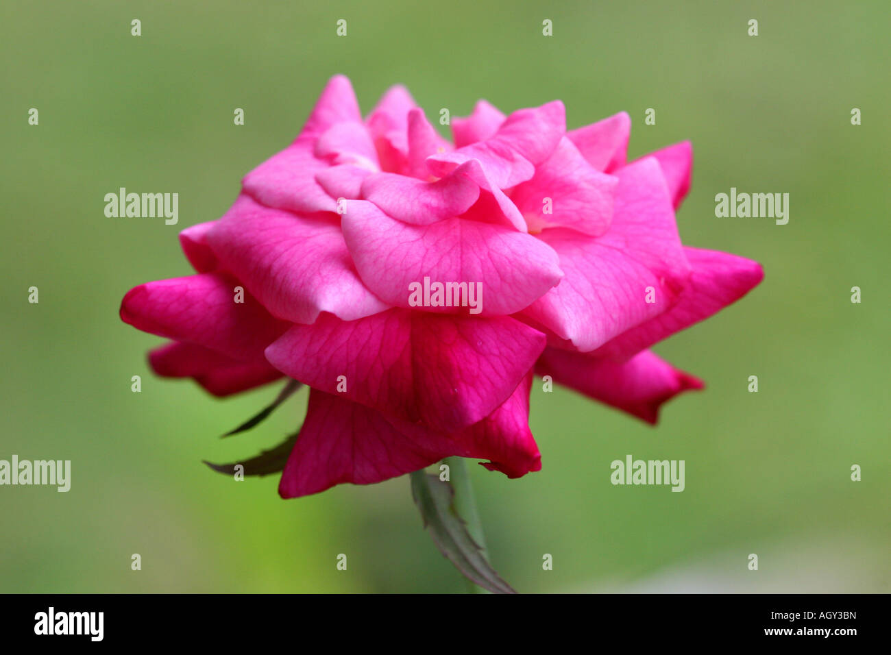 Pink rose with a green background Stock Photo - Alamy