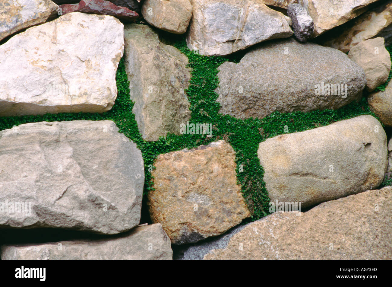 Baby's tears Helixine Soleirolia growing between the stones add charm and solidity to a drystone wall Stock Photo
