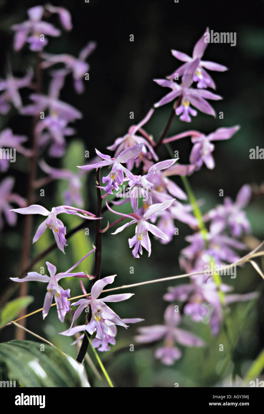 Orchid Calanthe plantaginea inflorescence Nepal Stock Photo