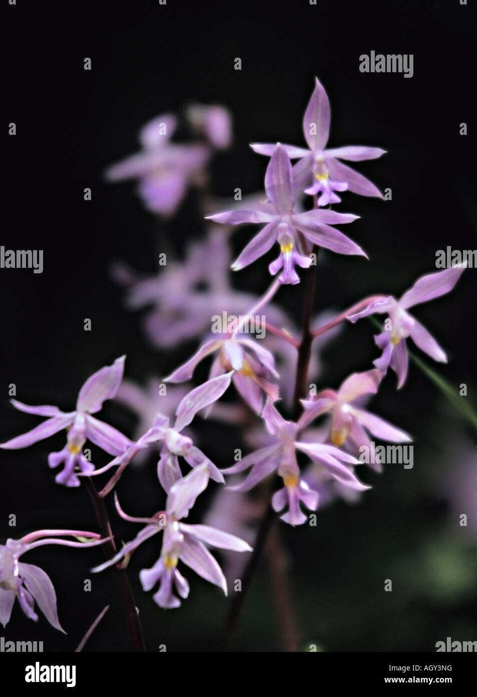 Orchid Calanthe plantaginea inflorescence wild flower in Langtang National Park Nepal Stock Photo