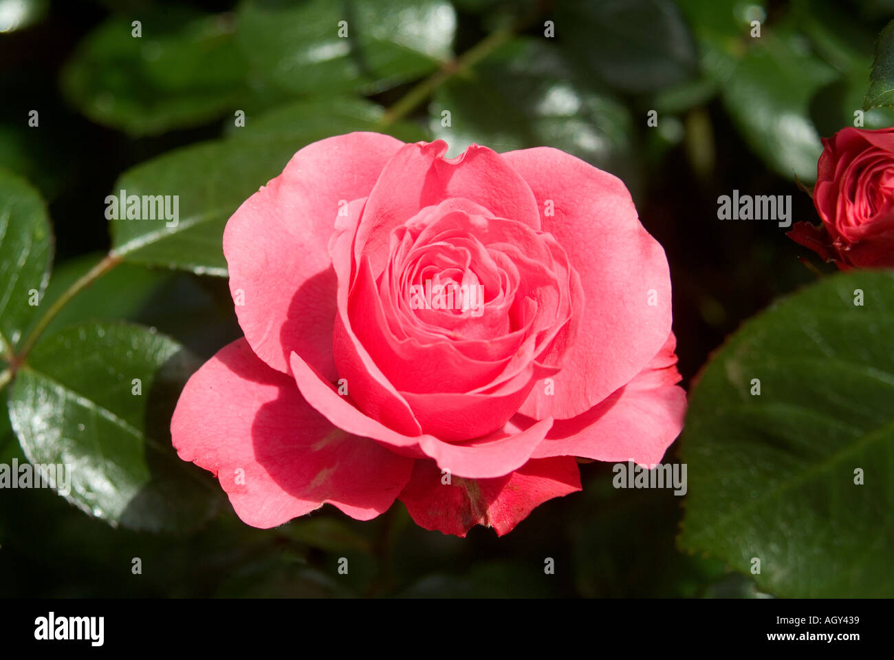 Roses in bloom Variety Bella Rosa Stock Photo