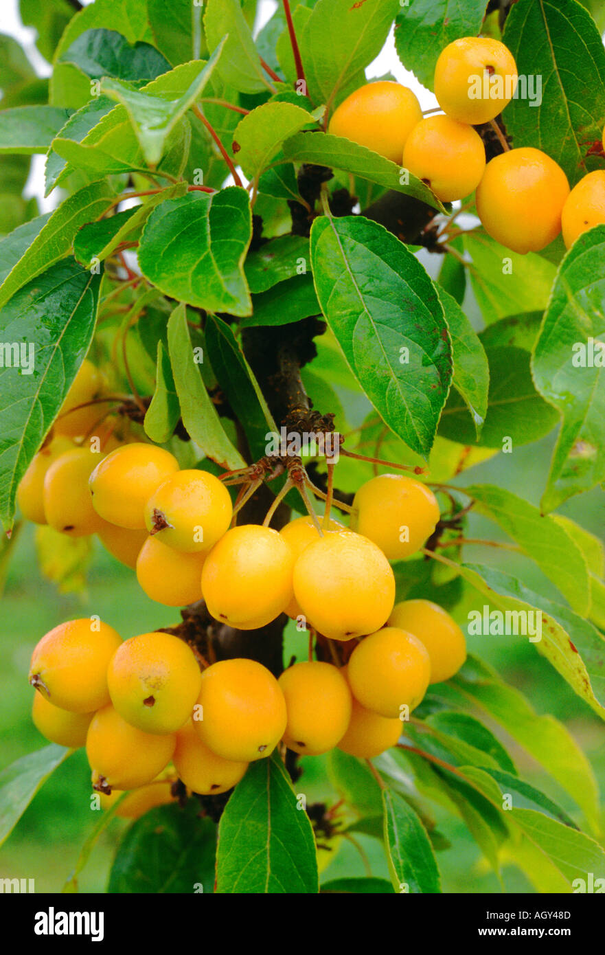 Yellow crab apple tree in fruit Stock Photo - Alamy
