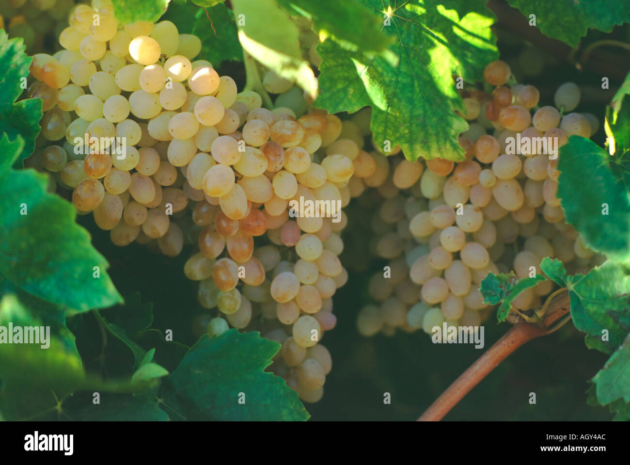 Ripe sultana grapes on vine Stock Photo