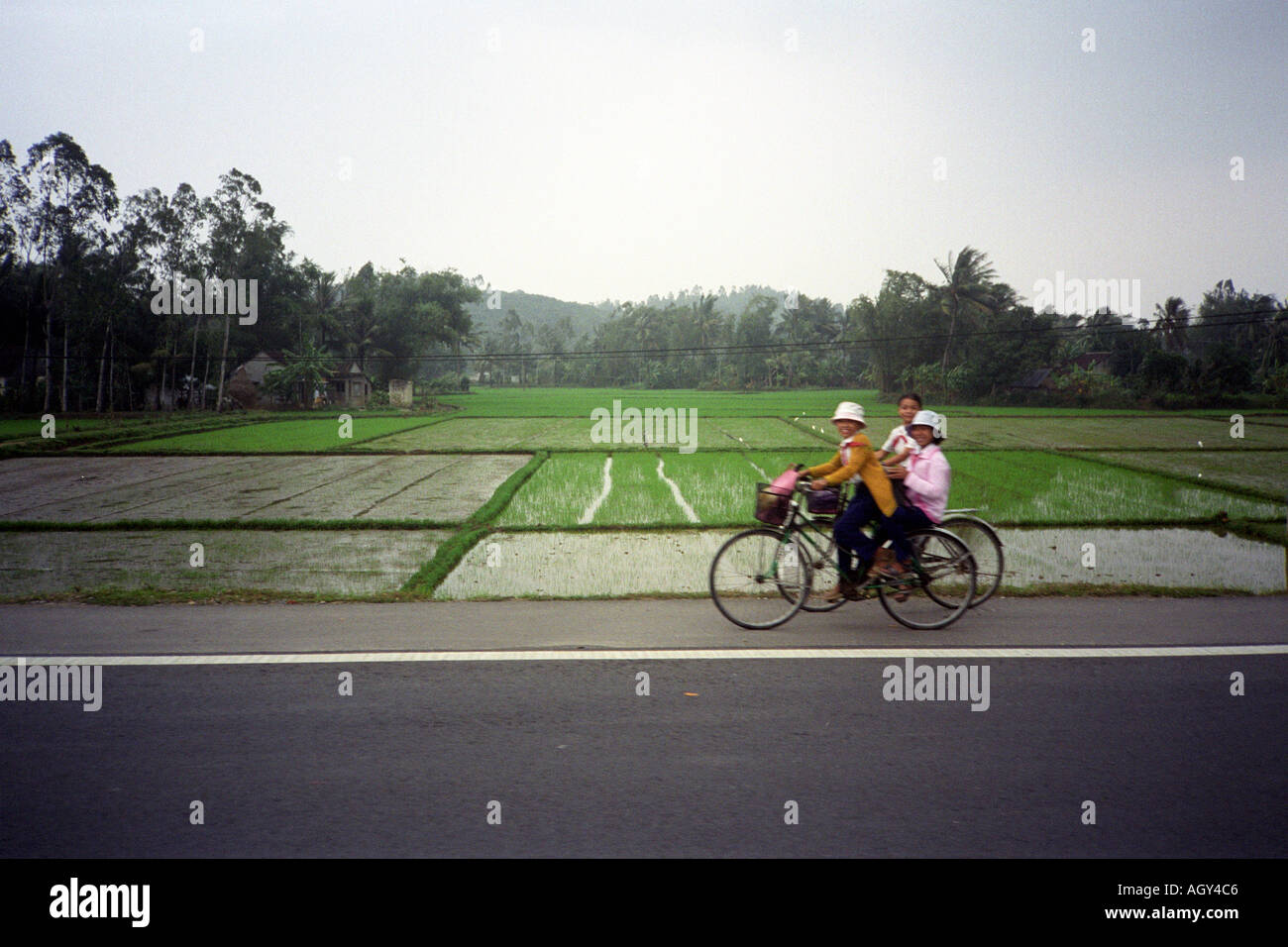 Vietnam Near Qui Nhon Children on bicycles paddy field rice schoolgirls Stock Photo