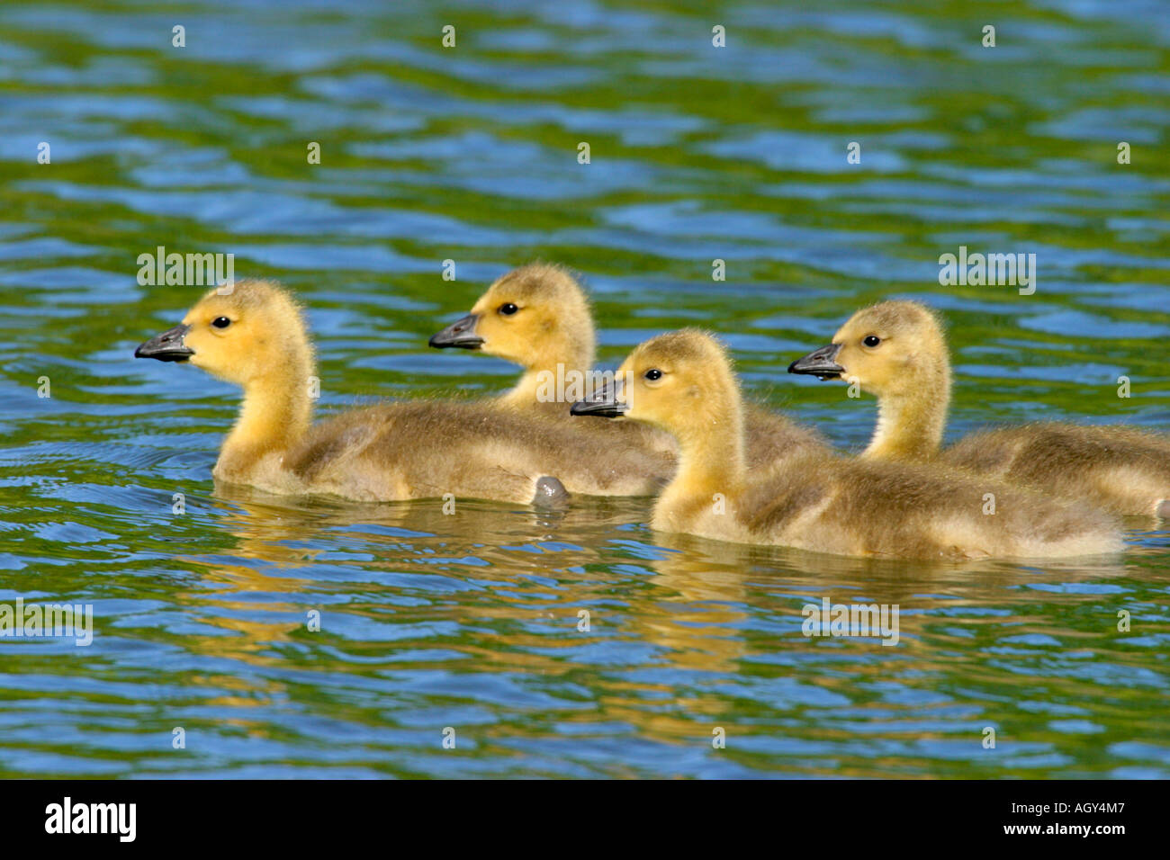 Four Canada geese goslings cruising on lake in springtime Red Deer Alberta Canada Stock Photo