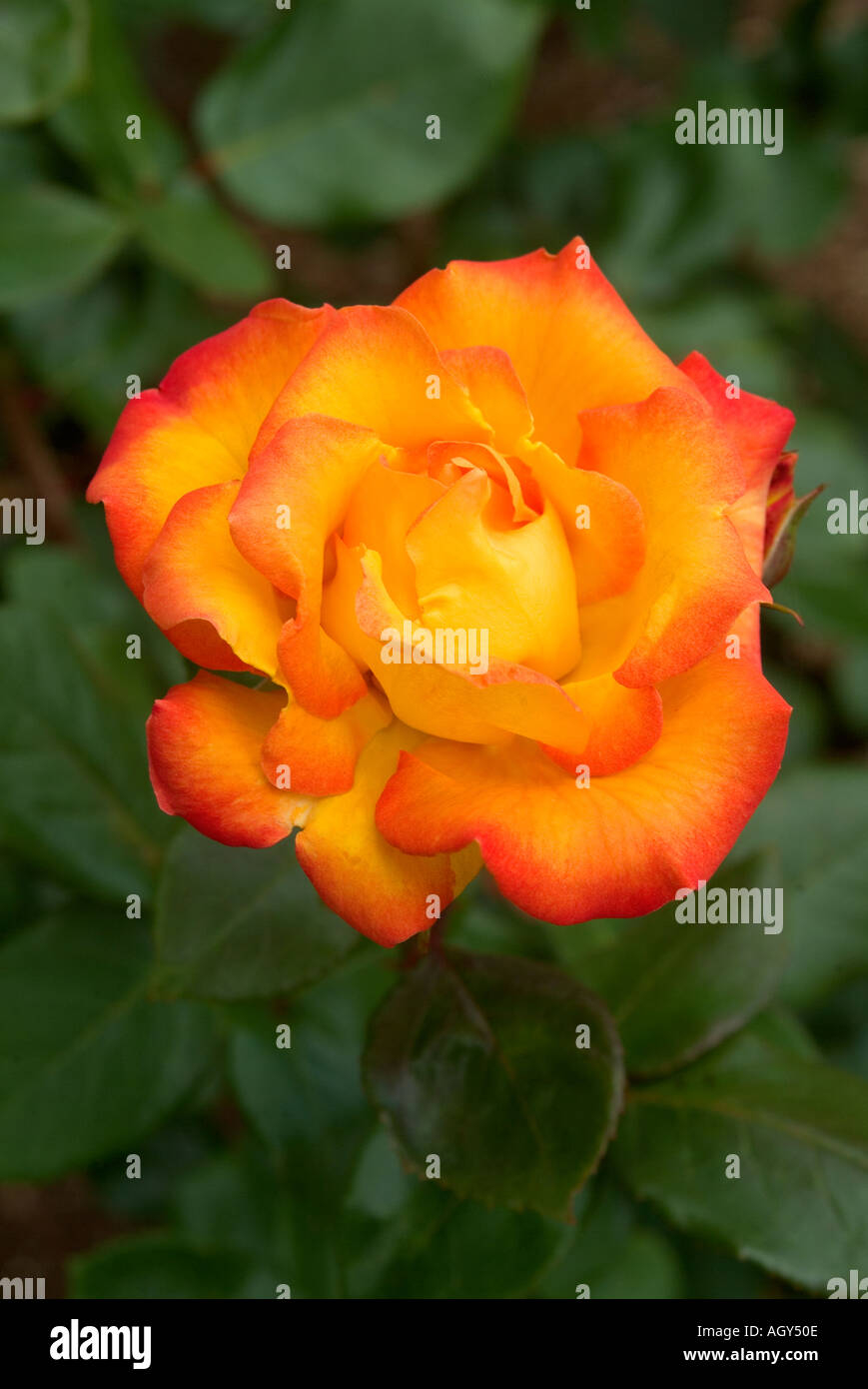 Red and gold roses hires stock photography and images Alamy