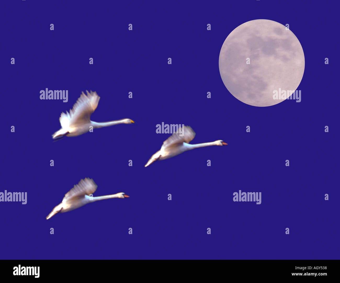 Swans in flight and full moon Stock Photo