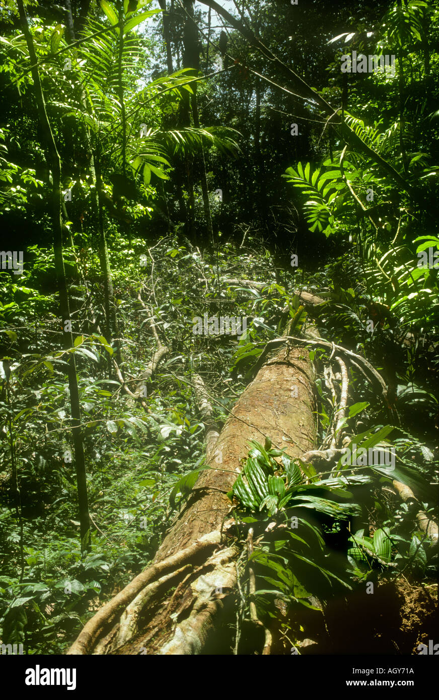 Treefall gap or natural clearing caused by fall of tree in Tropical Rain Forest in Amazonas State Brazil Stock Photo