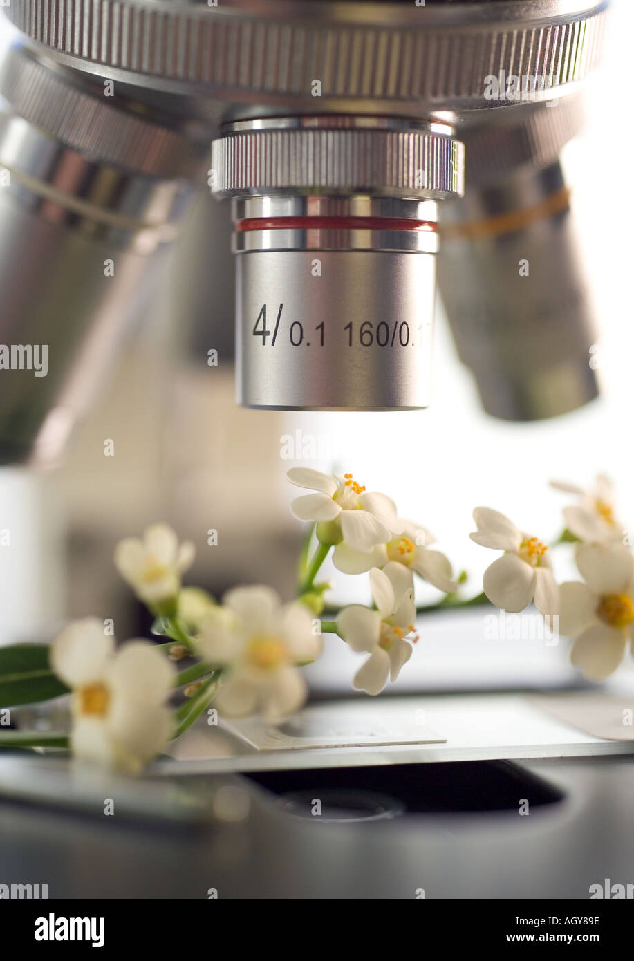Closeup flowers under microscope hires stock photography and images
