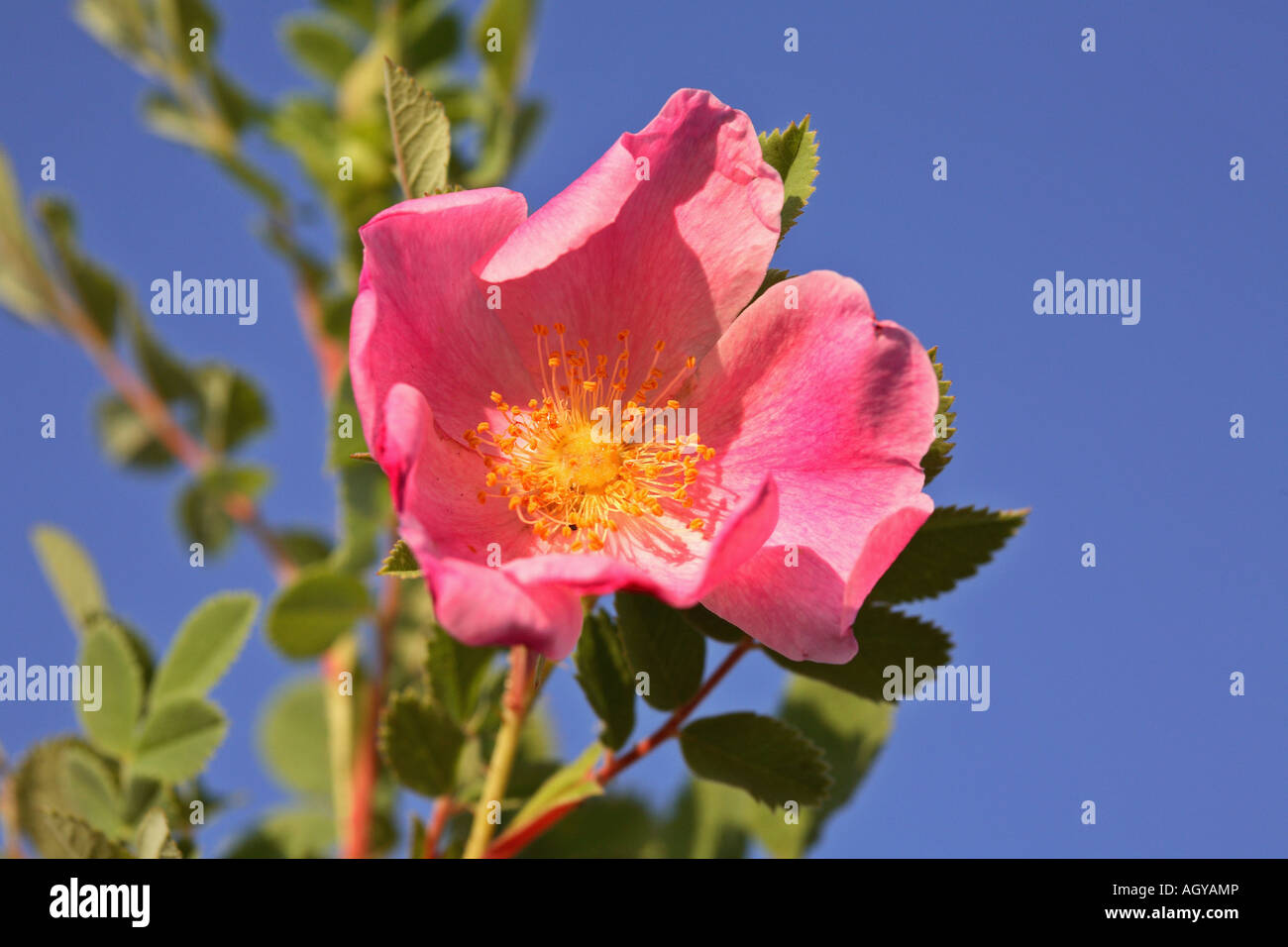 jn8065 wild prairie rose rosa arkansana deciduous shrub growing