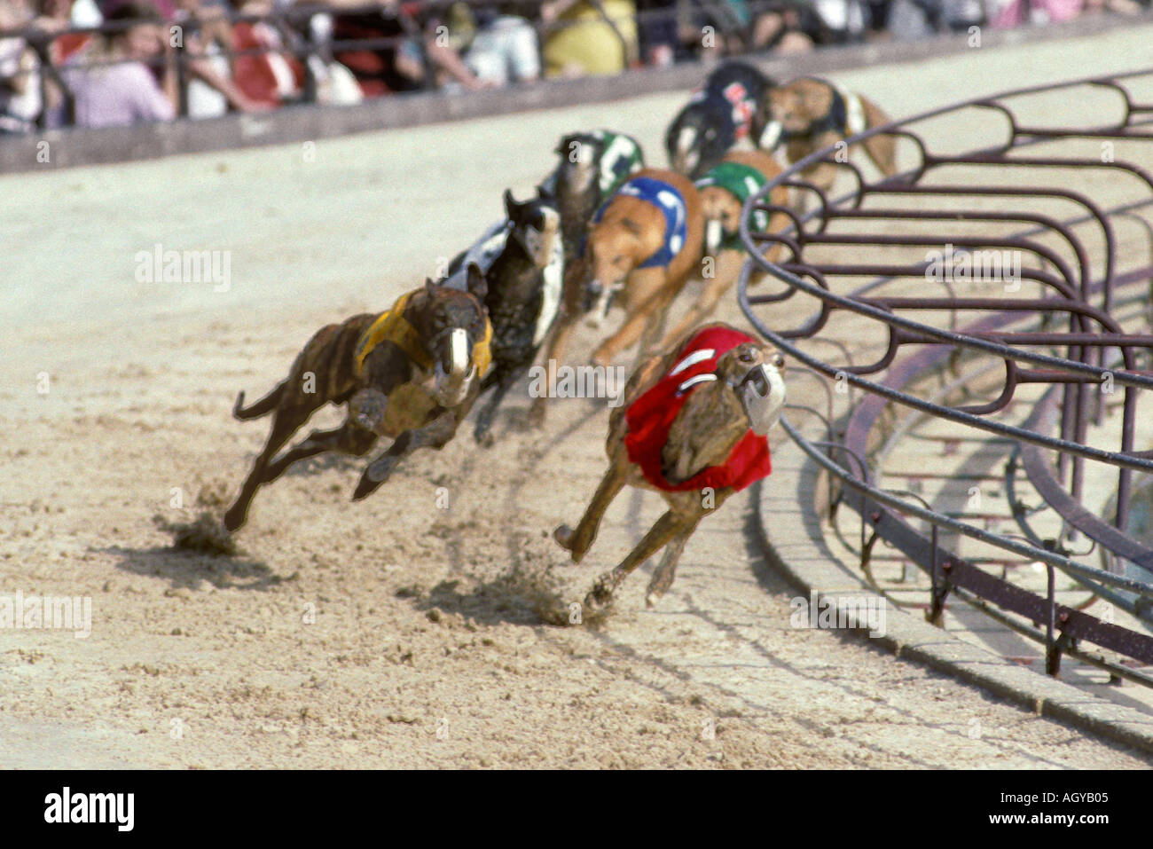 Greyhound dog racing tampa florida hires stock photography and images