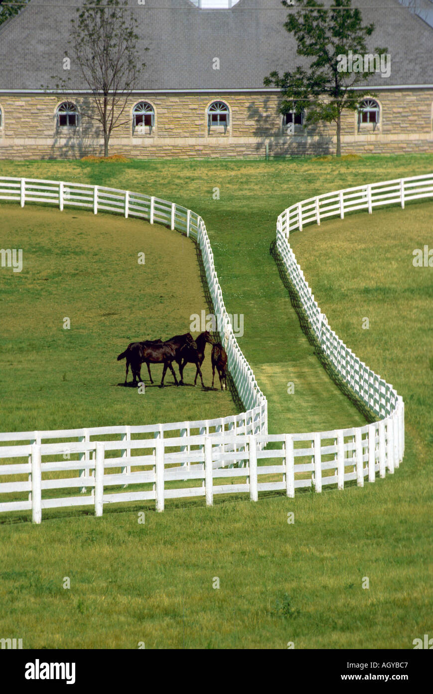 Horse farms at Lexington Kentucky Stock Photo Alamy