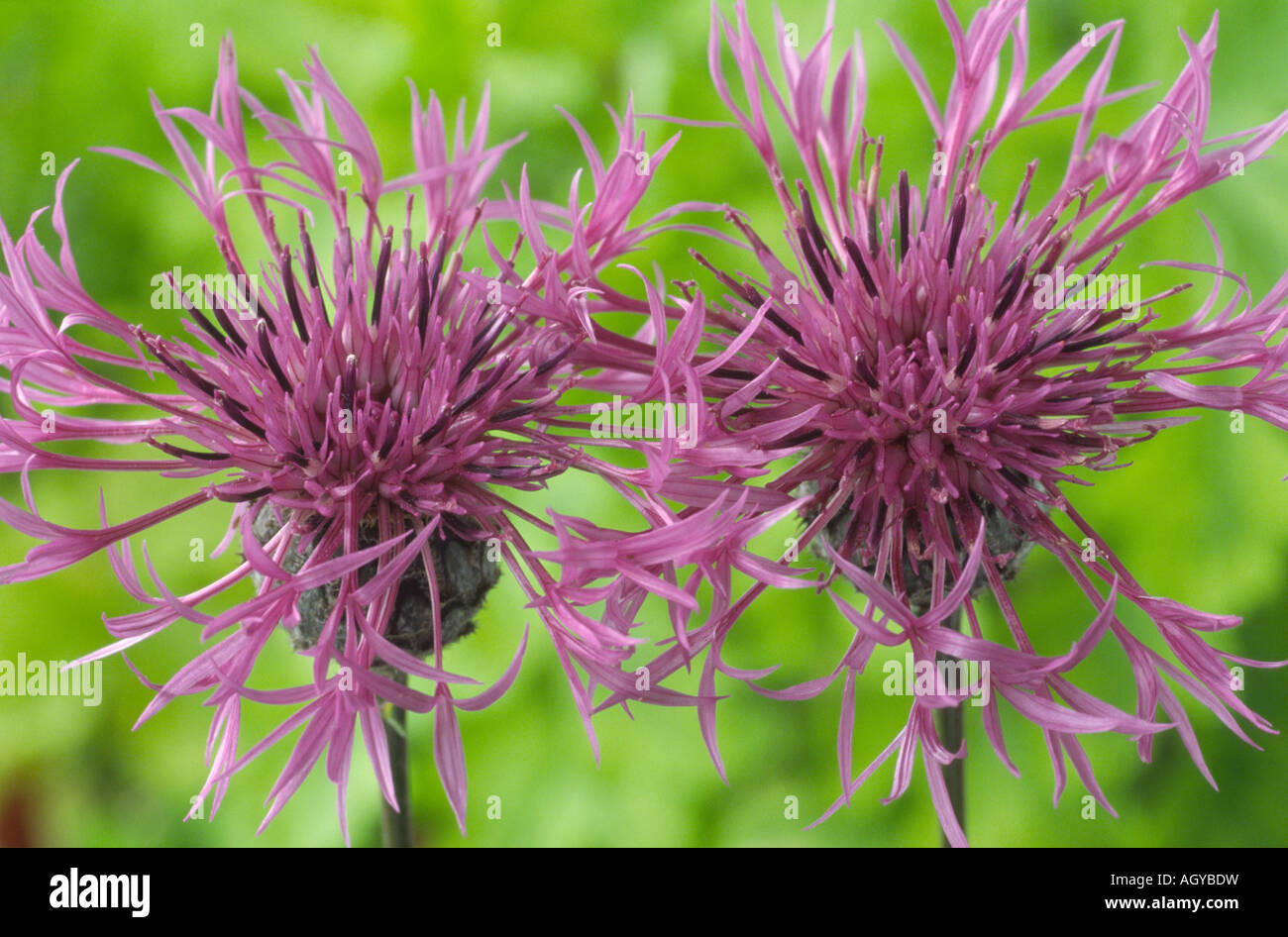 Purple flowers greater knapweed hi-res stock photography and images - Alamy