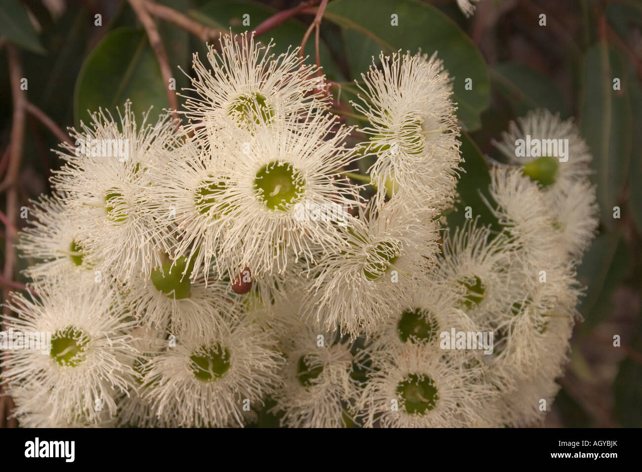Marri tree western australia hi-res stock photography and images - Alamy